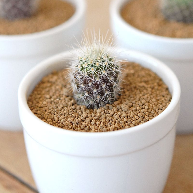 源平丸 / Mammillaria