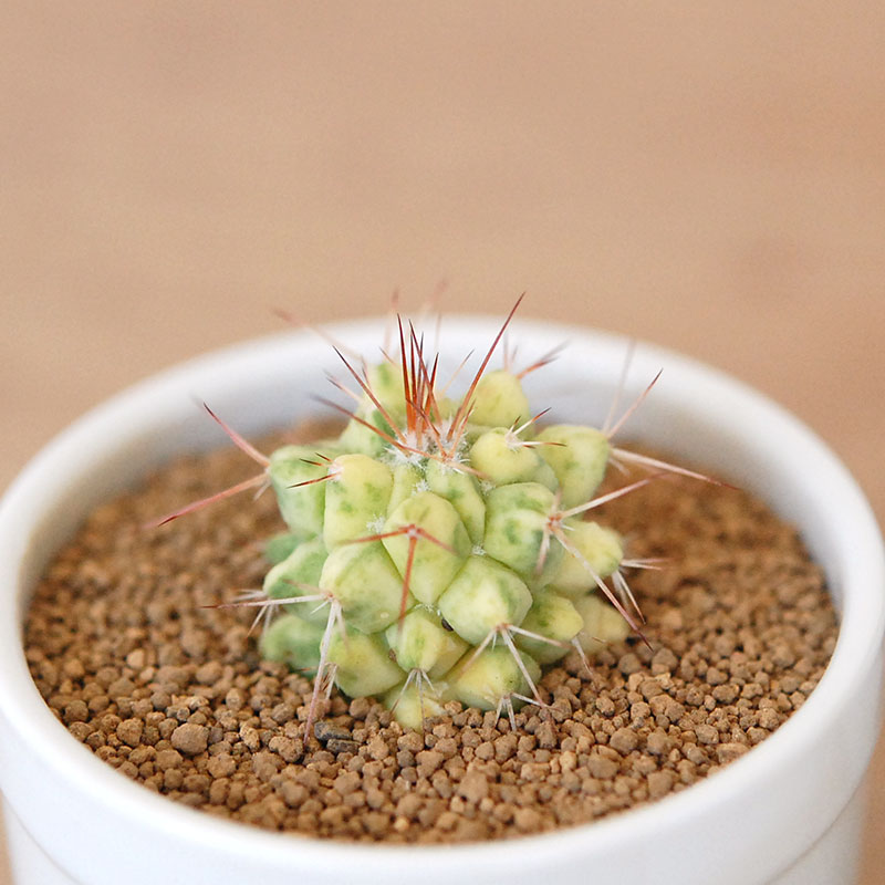 金剛丸錦 / Mammillaria