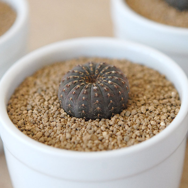 士童 / Frailea castanea