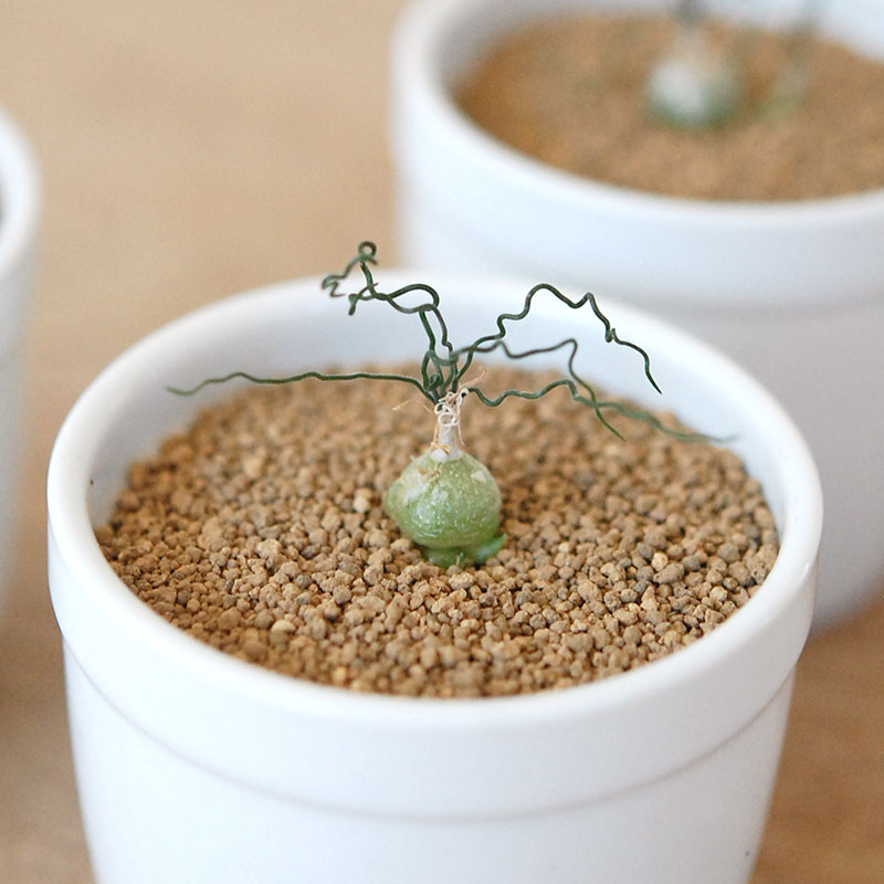 ちぢれ玉 / Ornithogalum