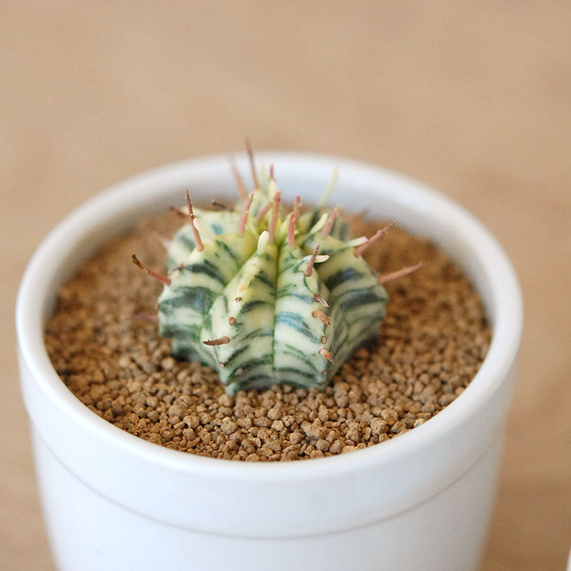 メロフォルミス / Euphorbia