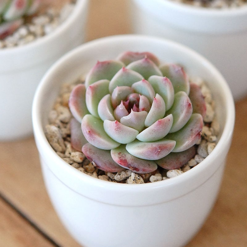 レッドベルベット / Echeveria