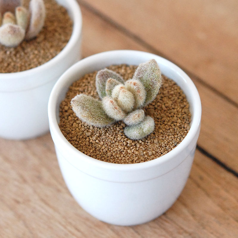 ラッキーガール / kalanchoe