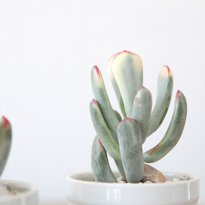 福娘錦 / Cotyledon