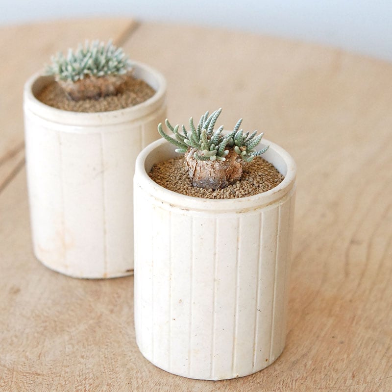 Avonia quinaria (赤花) x antique pot