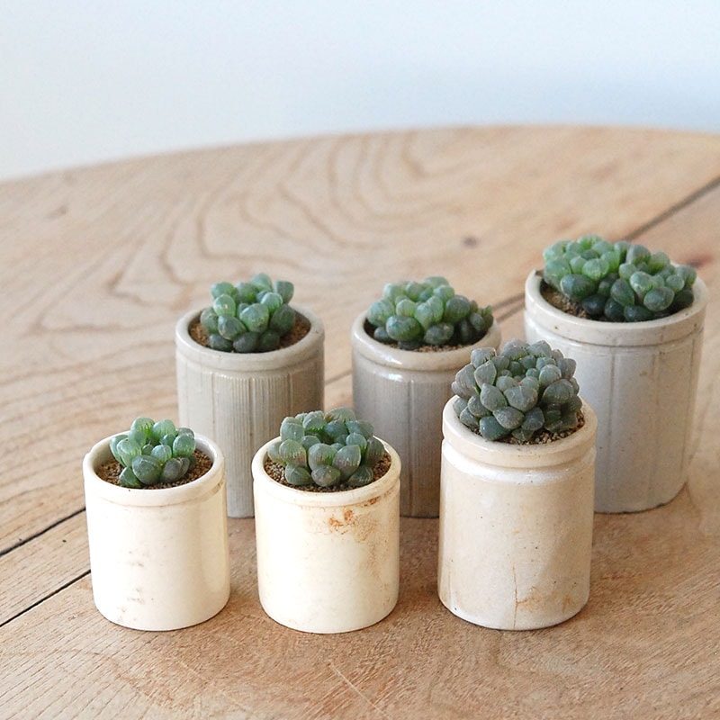 鉢セレクト 多肉植物の通販・販売｜多肉植物の専門店 solxsol