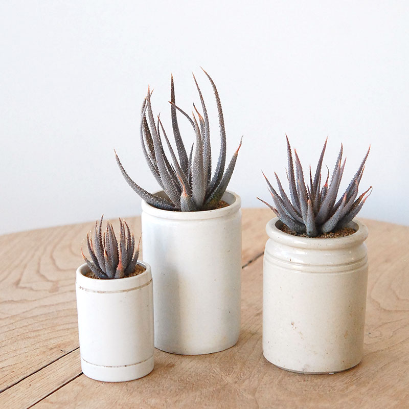 Aloe 女王錦 x antique pot