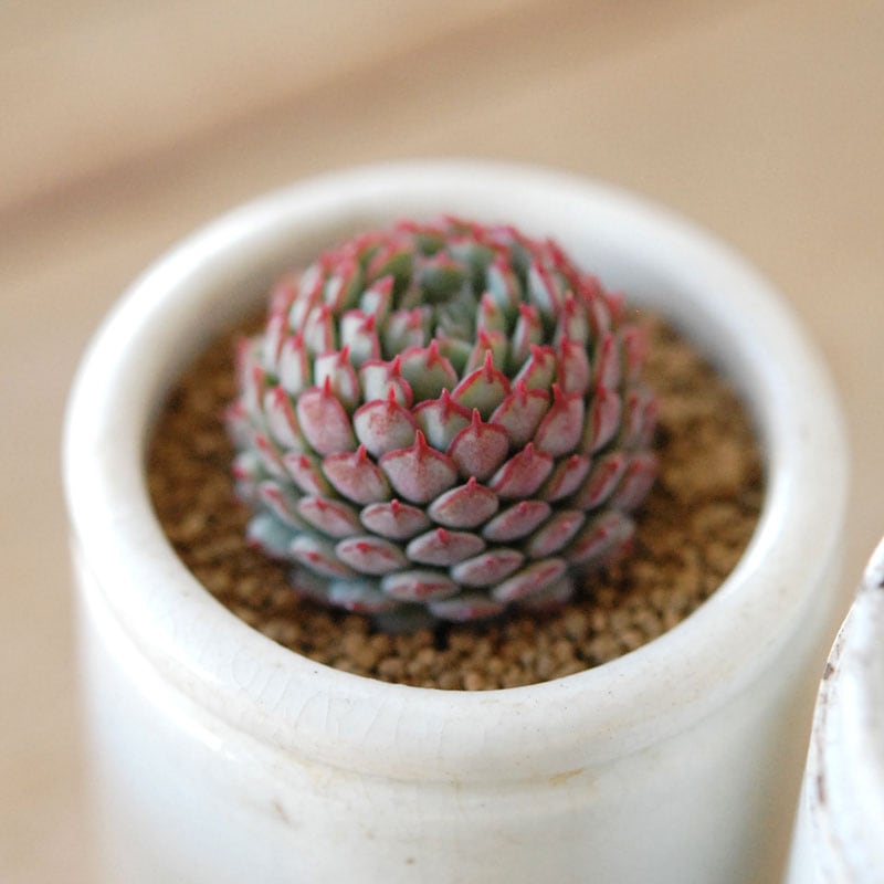 多肉植物から選ぶ 通販・販売｜多肉植物の専門店 solxsol