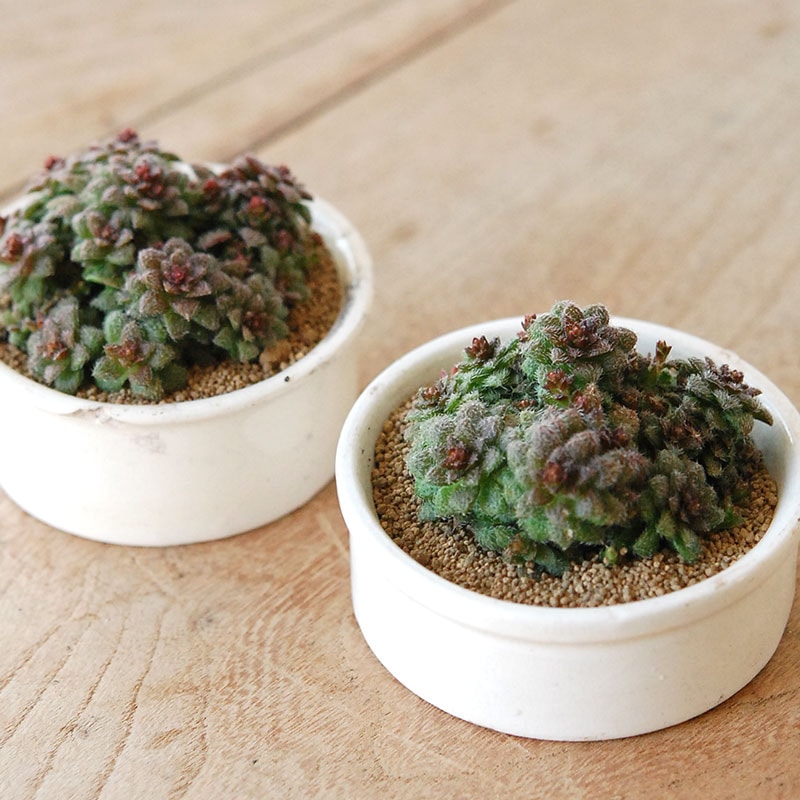 鉢セレクト 多肉植物の通販・販売｜多肉植物の専門店 solxsol