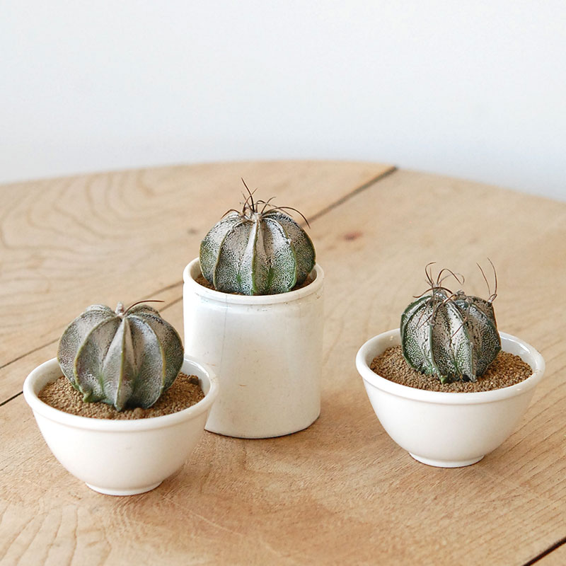 Astrophytum 白瑞鳳玉 x antique pot