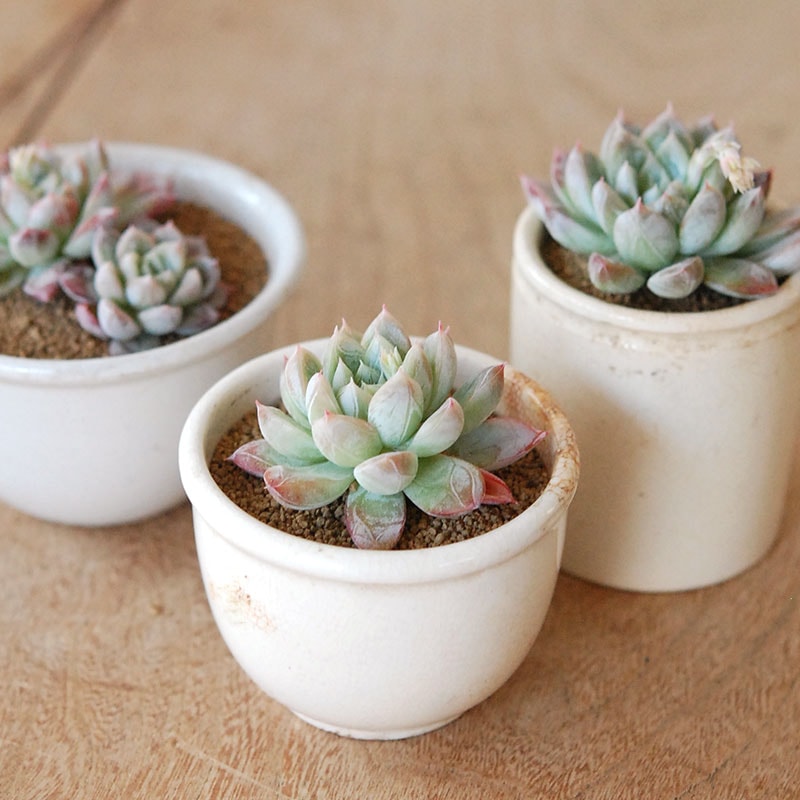 鉢セレクト 多肉植物の通販・販売｜多肉植物の専門店 solxsol