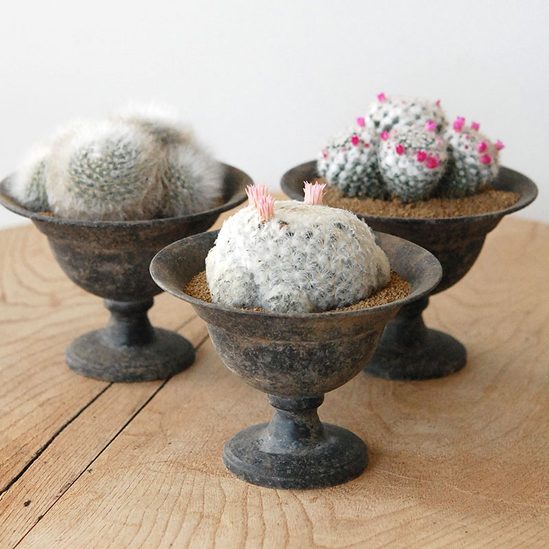 Succulent x アイアンゴブレット