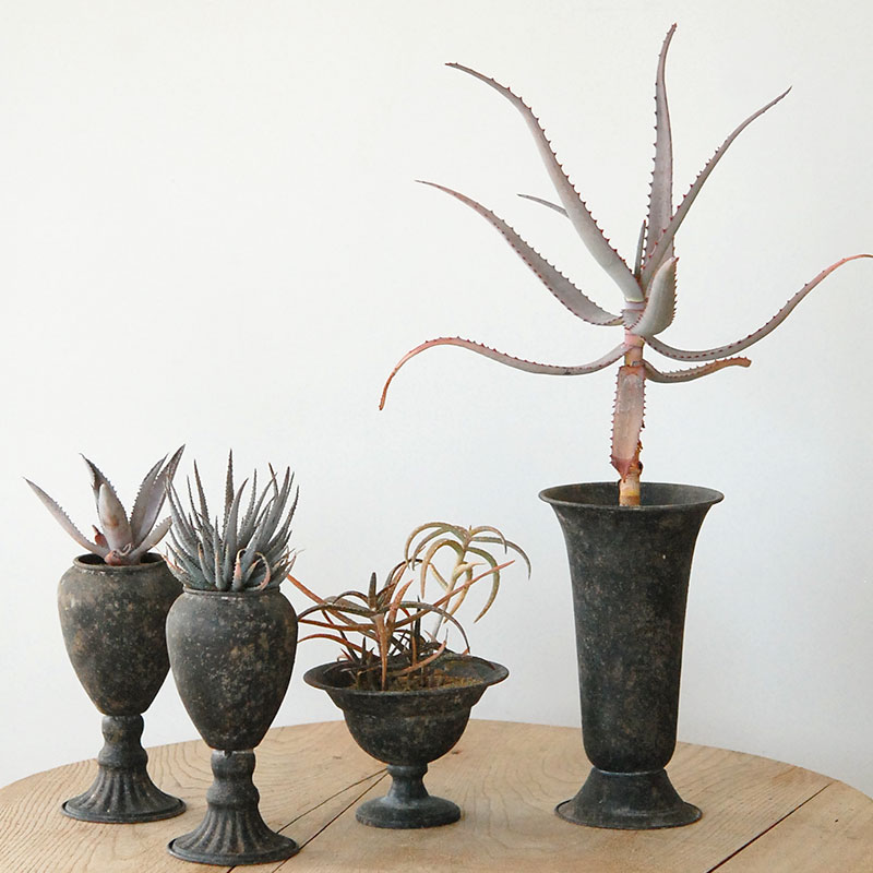 Succulent x アイアンゴブレット