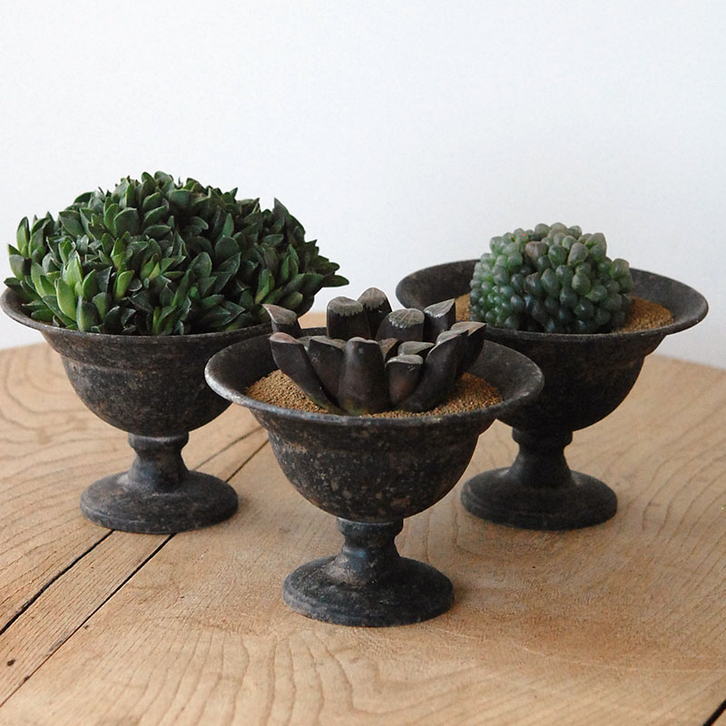 Succulent x アイアンゴブレット