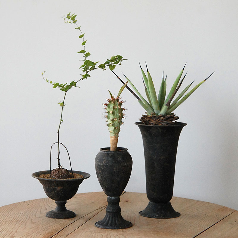 Succulent x アイアンゴブレット