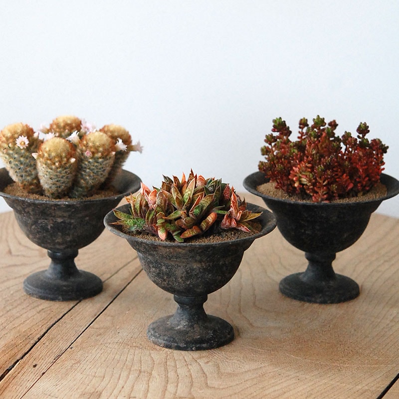 Succulent x アイアンゴブレット