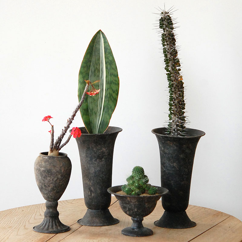 Succulent x アイアンゴブレット