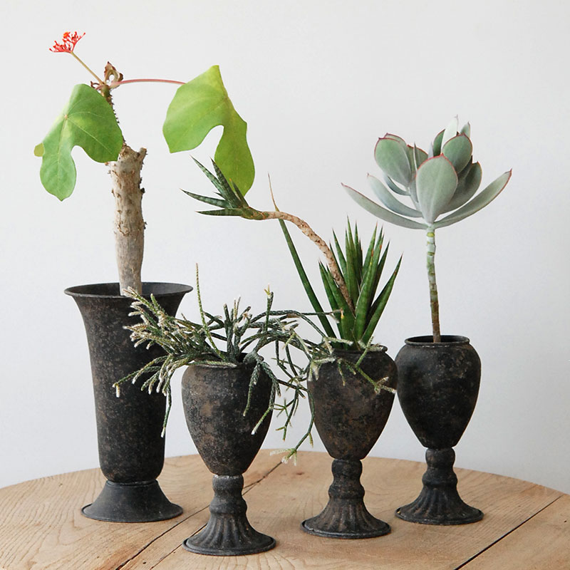 Succulent x アイアンゴブレット