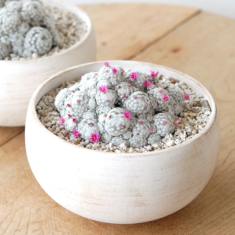 【 送料無料! 】Mammillaria 姫春星 x ホワイトロウポット