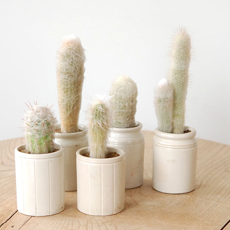 Cactus x antique pot