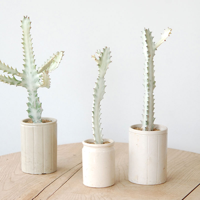 Euphorbia ホワイトゴースト x antique pot