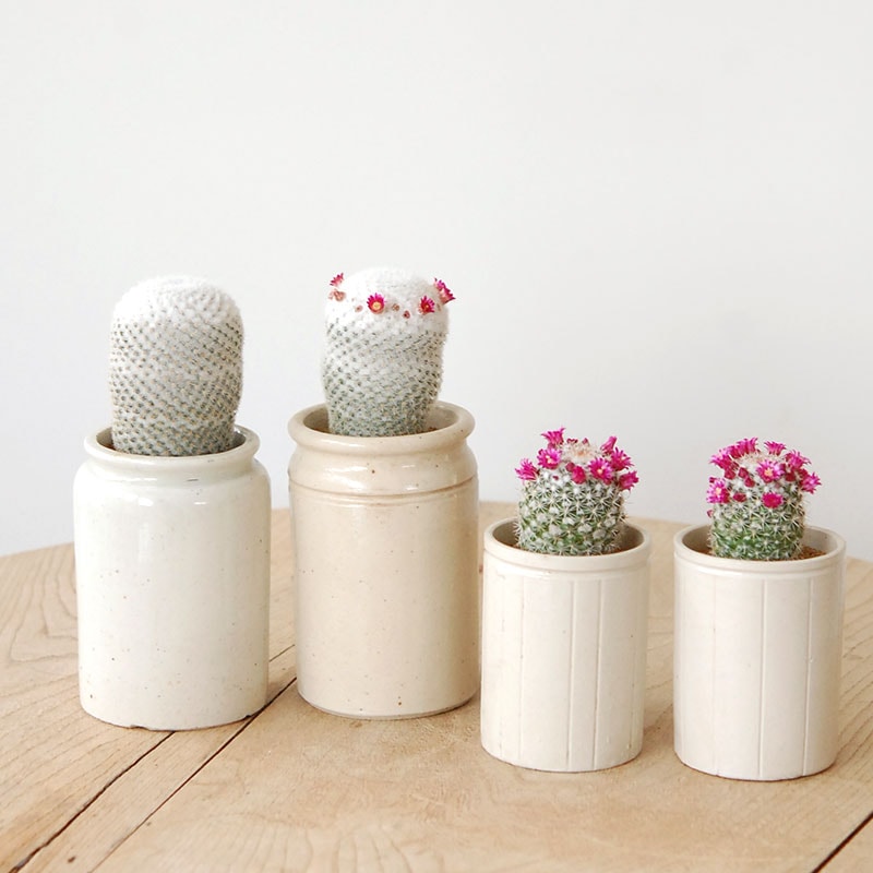 Mammillaria x antique pot