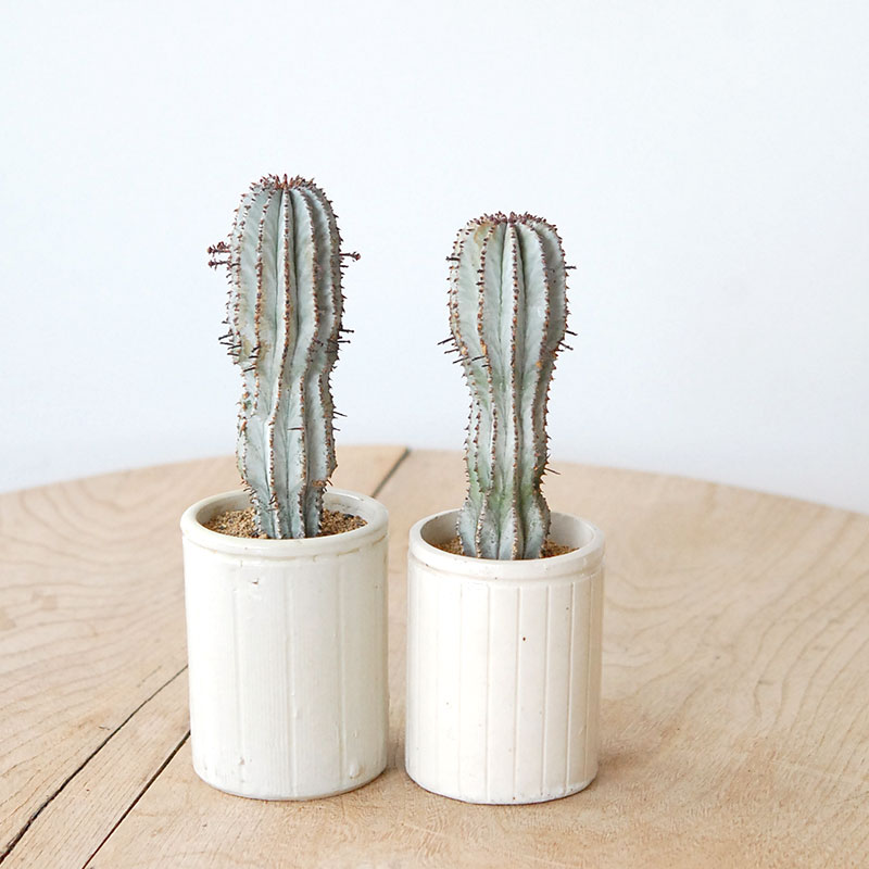 Euphorbia ポリゴナ x antique pot