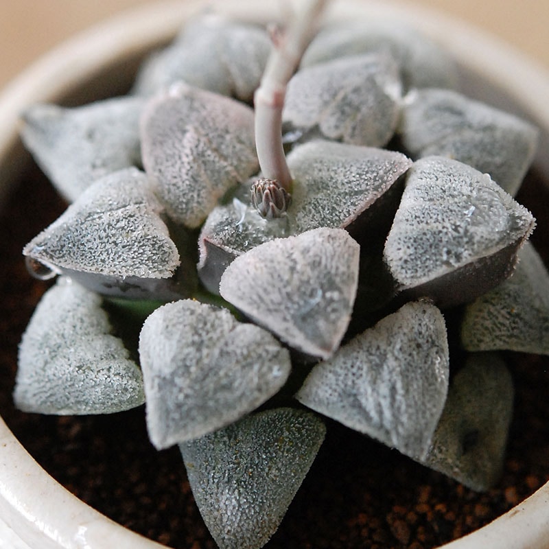 Haworthia 特白アルバ x antique pot
