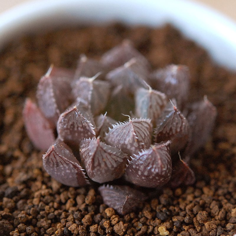 ミラーボール / Haworthia 
