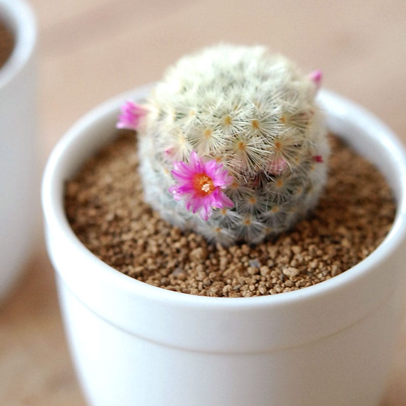 2000円未満の商品 通販・販売｜多肉植物の専門店 solxsol（ソルバイソル）