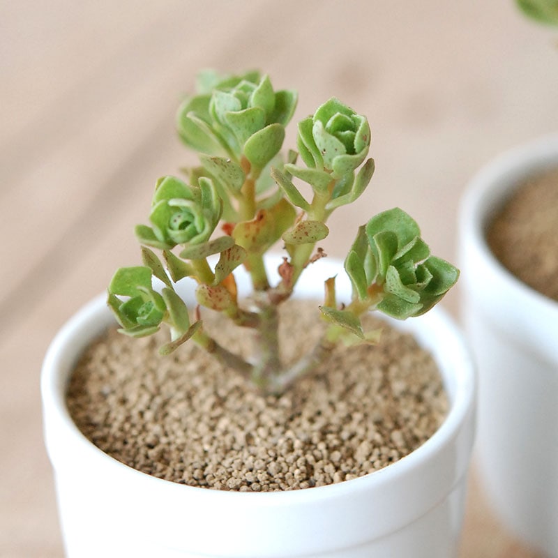 2000円未満の商品 通販・販売｜多肉植物の専門店 solxsol（ソルバイソル）