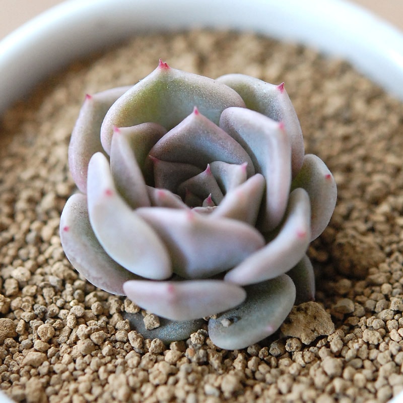 2000円未満の商品 通販・販売｜多肉植物の専門店 solxsol（ソルバイソル）