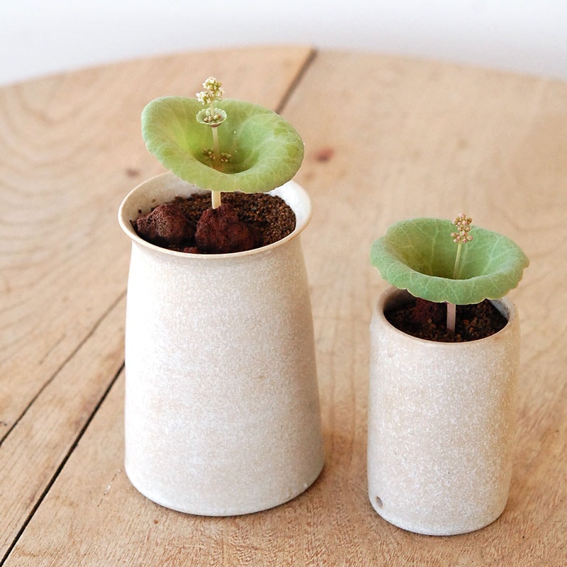 Crassula ワインカップ x 渡邉由紀さんの器(ベージュ)