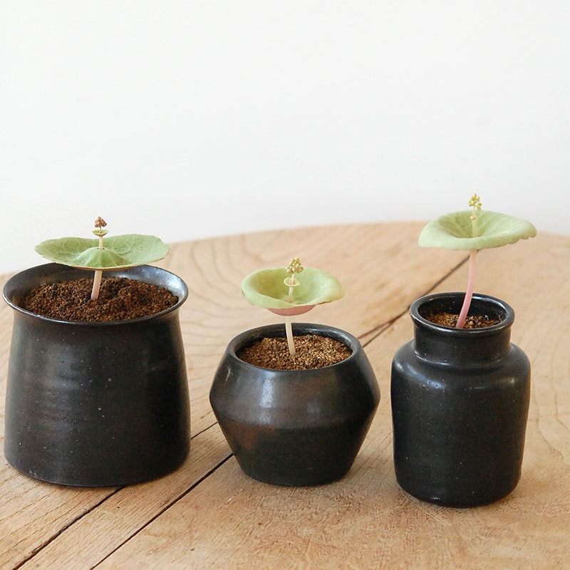 Crassula ワインカップ x 渡邉由紀さんの器 (ブラック)