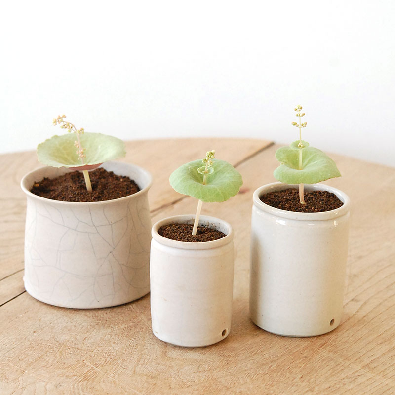 Crassula ワインカップ x 渡邉由紀さんの器(ホワイト)