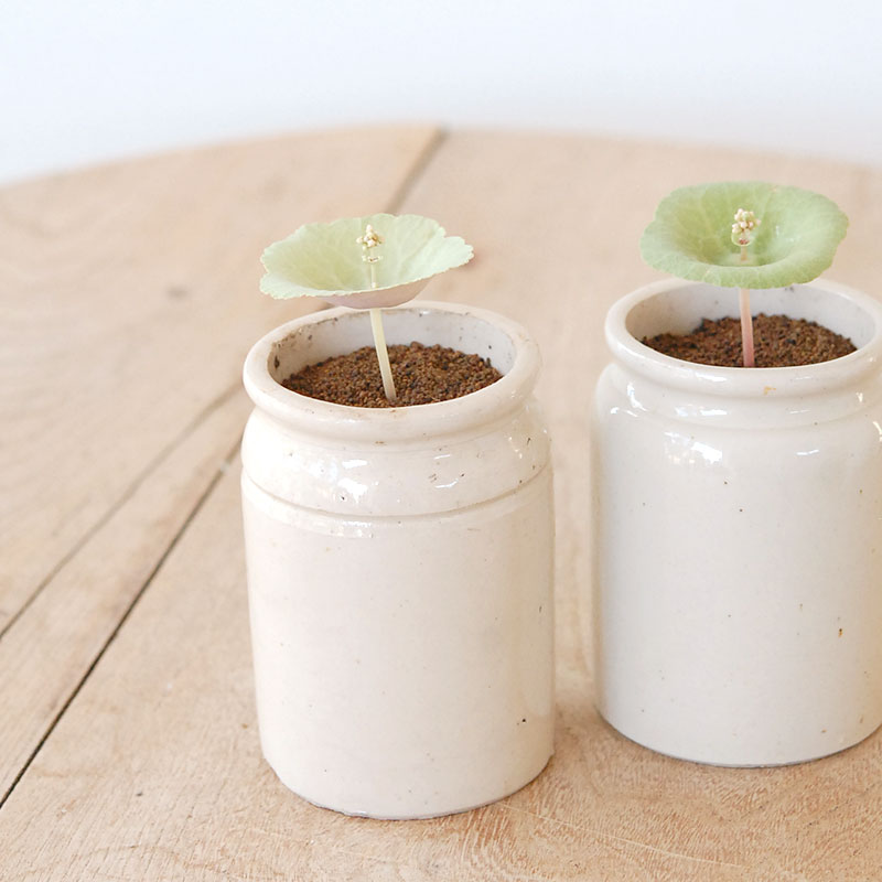 Crassula ワインカップ x antique イギリスジャーm