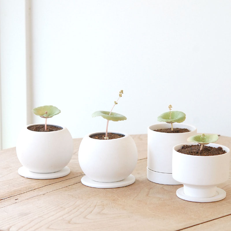 Crassula ワインカップ x ホワイトマットポット