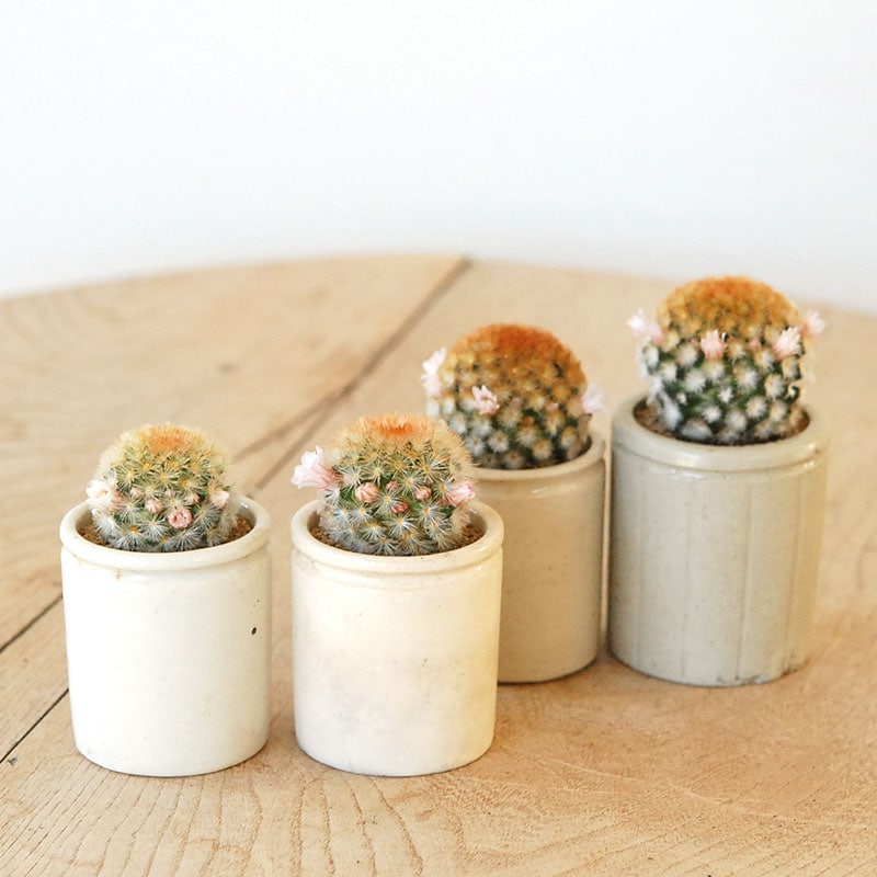 Mammillaria カルメナエ x イギリス antique pot