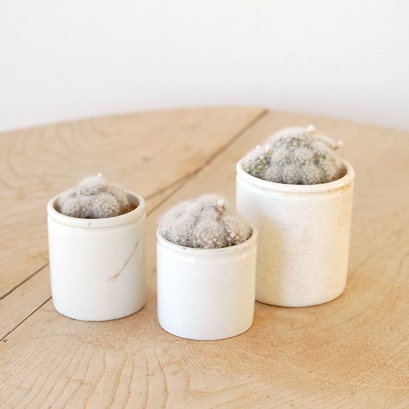 Mammillaria グラッシー x イギリス antique pot