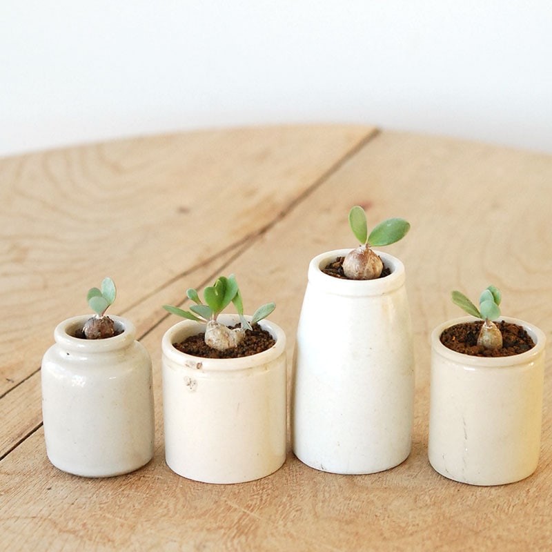 Othonna sp. x イギリス antique pot