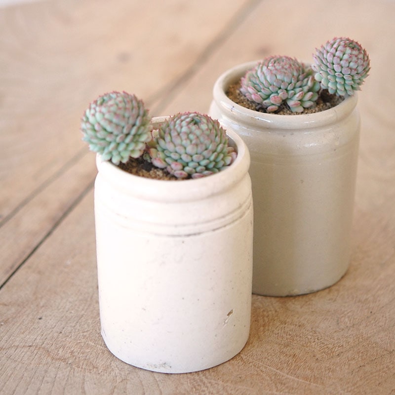 Echeveria グロブボーサ x antique pot