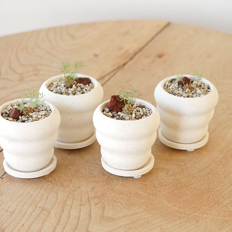 Monsonia peniculina x white pot