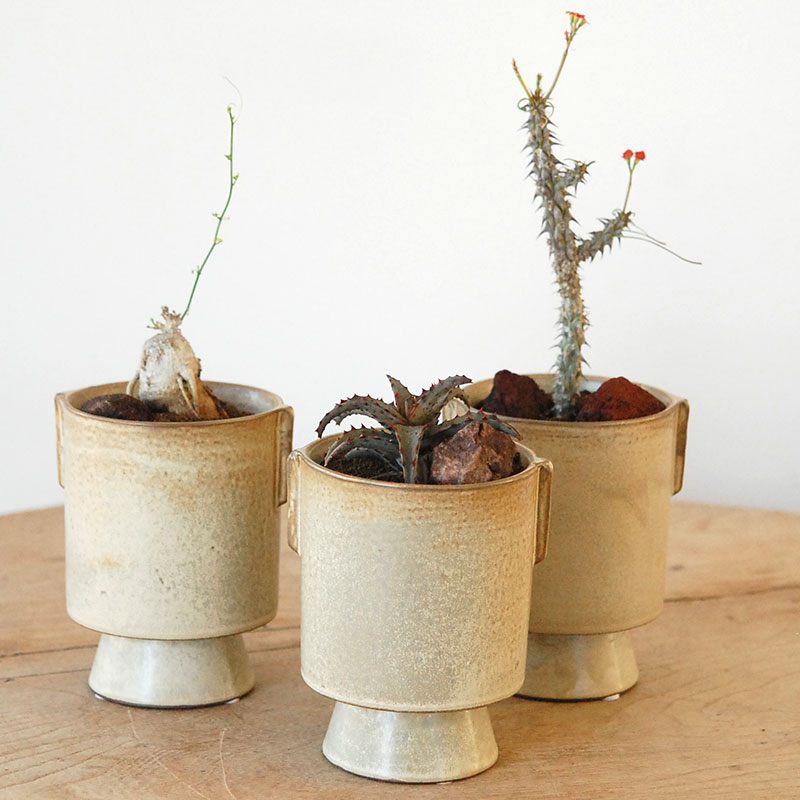 succulent x ceramic goblet
