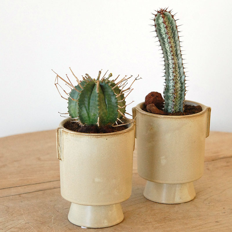 succulent x ceramic goblet