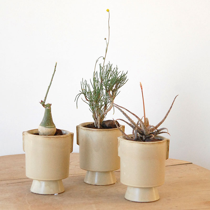 succulent x ceramic goblet