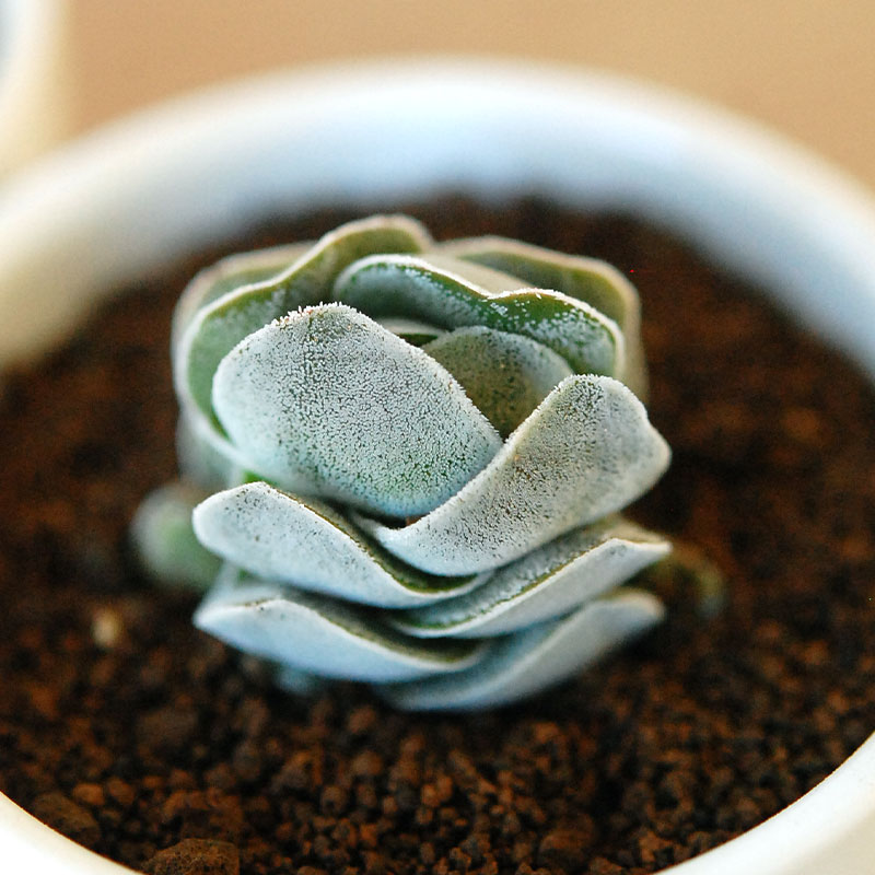 アイボリーパゴダ / Crassula 'Ibory pagoda'