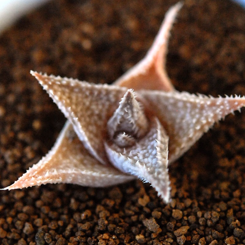 バイパー / Aloe ’Viper’