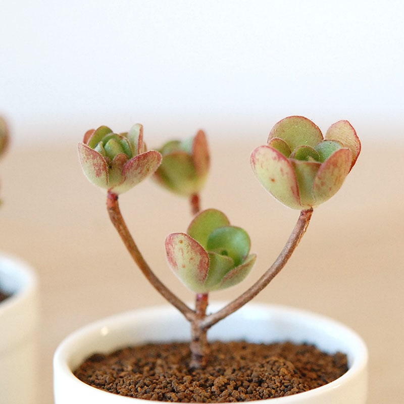 サンデルシー / Aeonium saundersii