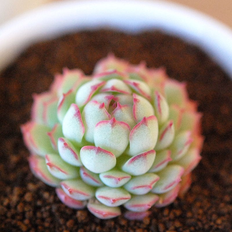 リトルレッドボート / Echeveria