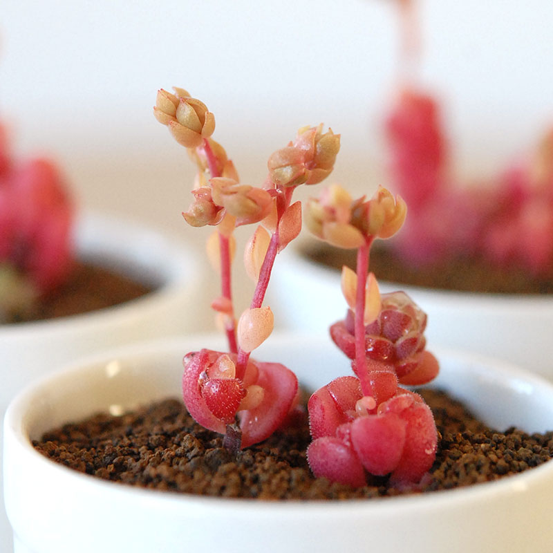 スプリングワンダー / Sedum